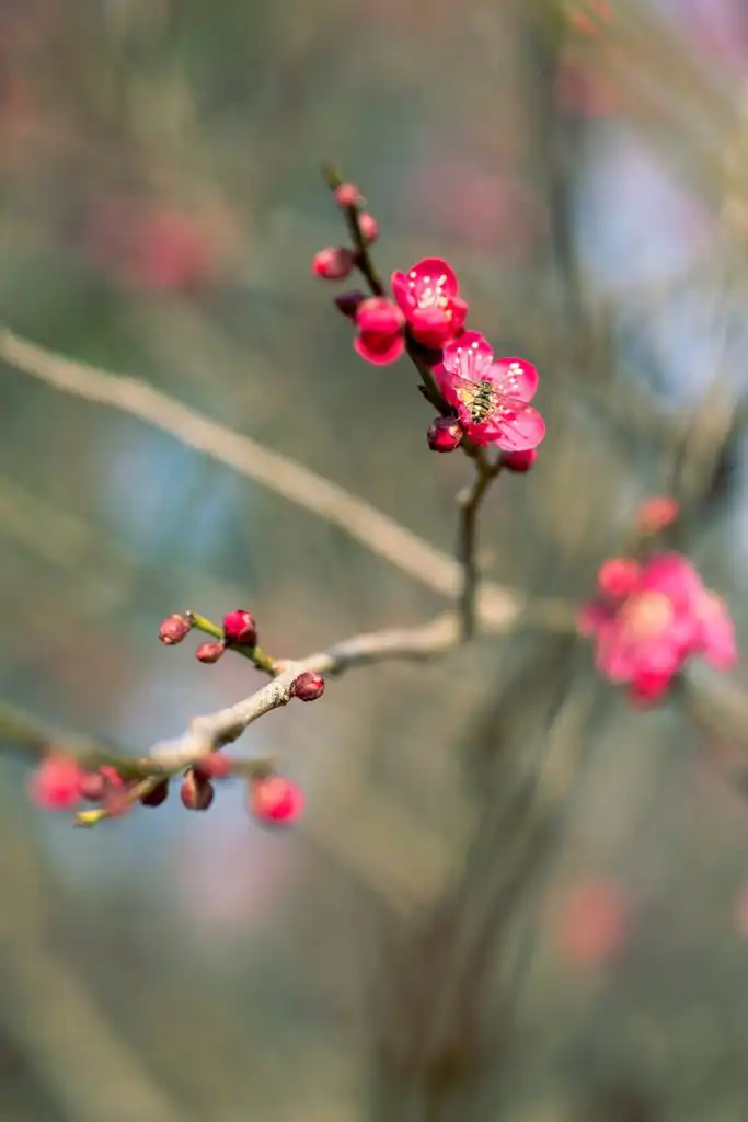 2026年桃花位風水佈局指南,提升中宮家居桃花運。