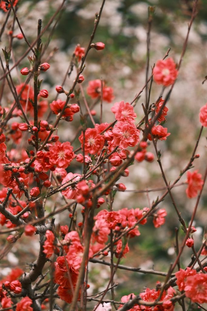 2026年中宮桃花位風水佈局指南，提升家居桃花運。