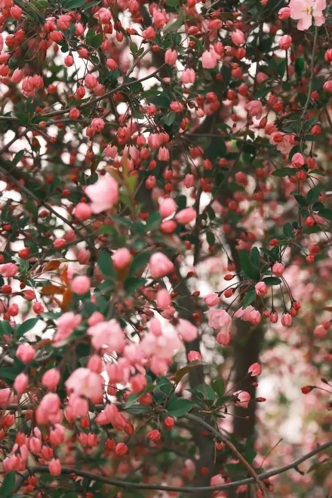 2026年桃花位風水佈局指南,提升中宮家居桃花運。
