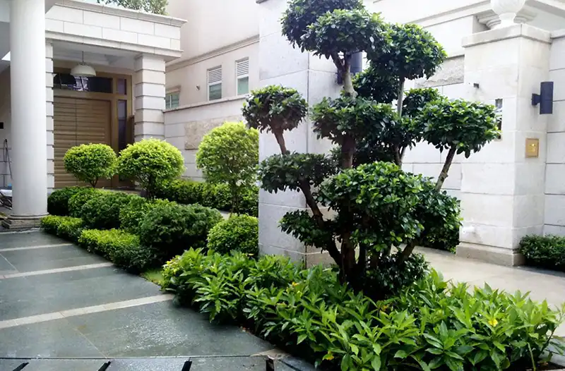 獨棟別墅與單棟樓宇(青龍方植樹)