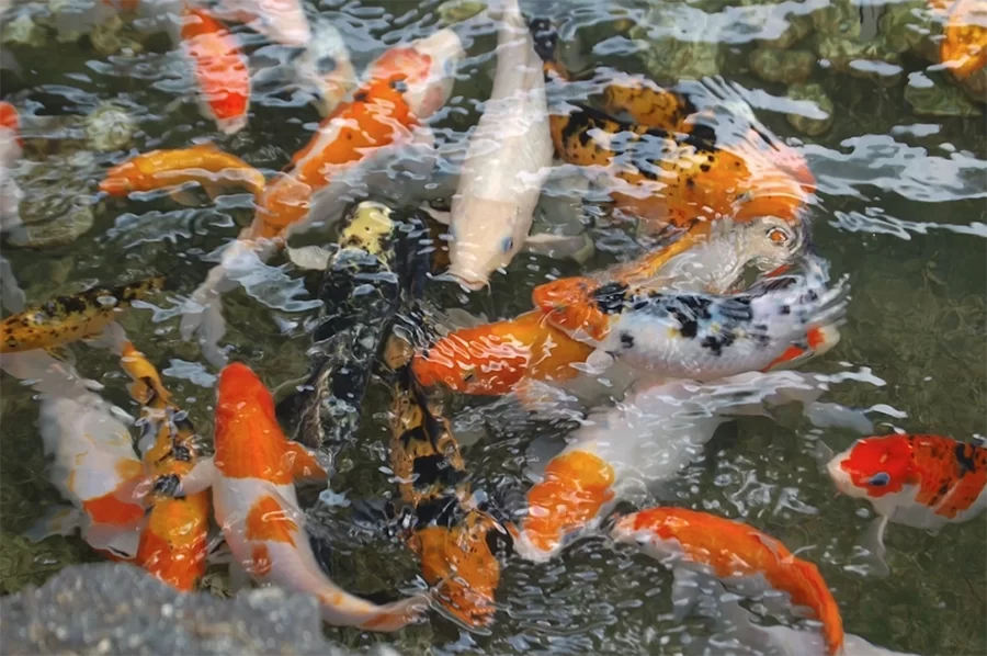 煞氣-聲煞-魚缸